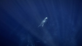 Secrets of the Whales S01E02 1080p WEB h264-KOGi EZTV