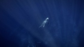 Secrets of the Whales S01E02 720p WEB h264-KOGi EZTV