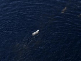 Secrets of the Whales S01E03 480p x264-mSD EZTV