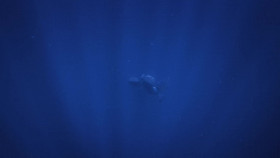 Secrets of the Whales S01E04 1080p WEB h264-KOGi EZTV