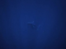 Secrets of the Whales S01E04 480p x264-mSD EZTV