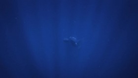 Secrets of the Whales S01E04 720p WEB h264-KOGi EZTV