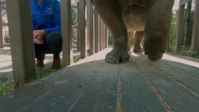 Secrets of the Zoo Tampa S03E01 All Iguana Do XviD-AFG EZTV