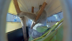 Secrets of the Zoo Tampa S03E10 Koala-ty Time 720p WEBRip x264-KOMPOST EZTV