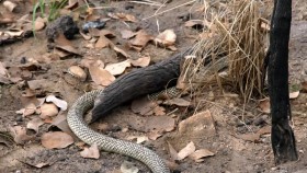 Secrets of Wild Australia S01E01 Snakes WEB h264-CAFFEiNE EZTV