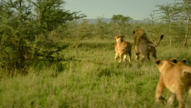 Serengeti S02E03 Renewal 720p WEBRip X264-KOMPOST EZTV