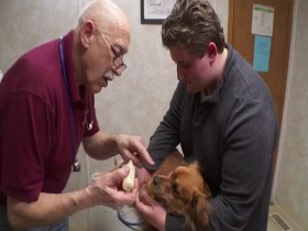 The Incredible Dr Pol S18E02 Shiver Me Puppers 480p x264-mSD EZTV