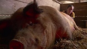The Incredible Dr Pol S18E05 Three Little Piglets XviD-AFG EZTV
