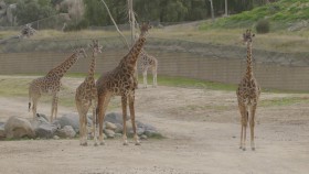 The Zoo San Diego S02E03 1080p WEB h264-B2B EZTV