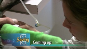 Vets Saving Pets S01E07 720p WEB x264-WEBSTER EZTV