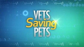 Vets Saving Pets S01E12 WEB x264-CookieMonster EZTV
