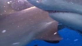 When Sharks Attack S05E01 Terror in the Gulf WEB x264-CAFFEiNE EZTV