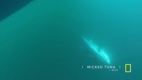 Wicked Tuna S07E09 Fishin Friction 720p HDTV x264-DHD EZTV