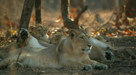 Wild Cats of India S01 WEBRip x264-ION10 EZTV