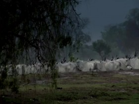 Wild Things with Dominic Monaghan S03E10 Brazils Brilliant Pantanal 480p x264-mSD EZTV