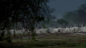 Wild Things with Dominic Monaghan S03E10 Brazils Brilliant Pantanal 720p WEBRip x264-CAFFEiNE EZTV