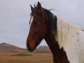 Wild Wild East S01E10 Horses of St Pierre and Miquelon 480p x264-mSD EZTV