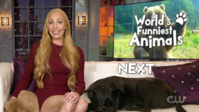 Worlds Funniest Animals S02E09 XviD-AFG EZTV