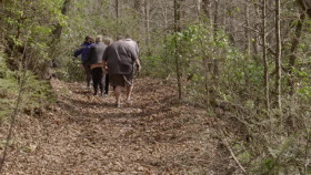 1000-lb Best Friends S03E07 XviD-AFG EZTV