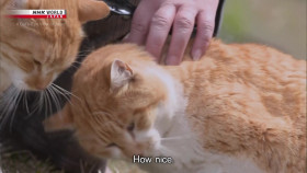 A Cats Eye View of Japan S02E09 Kanagawa Hospitality in Hakone 1080p HDTV H264-DARKFLiX EZTV