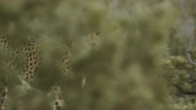 A Cheetahs Pride S01E01 1080p WEB h264-EDITH EZTV