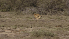 A Cheetahs Pride S01E03 1080p WEB h264-EDITH EZTV