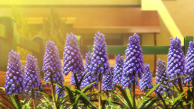 A Condition Called Love S01E12 1080p HEVC x265-MeGusta EZTV