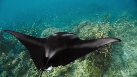 A Perfect Planet S01E04 1080p HDTV h264-FoV EZTV