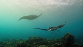 A Perfect Planet S01E04 Oceans 720p HDTV x264-DARKFLiX EZTV