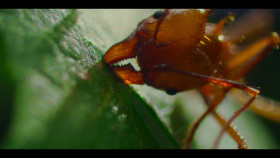 A Real Bugs Life S01E02 720p WEB h264-EDITH EZTV