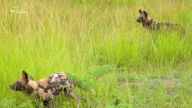 Africas Deadliest S07E01 Swamps 1080p HEVC x265-MeGusta EZTV