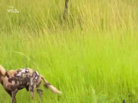 Africas Deadliest S07E01 Swamps 480p x264-mSD EZTV