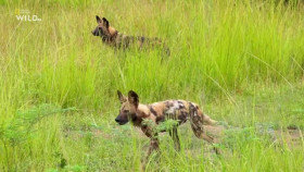 Africas Deadliest S07E01 Swamps XviD-AFG EZTV