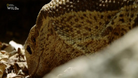 Africas Deadliest S07E03 Small But Deadly 1080p HDTV H264-CBFM EZTV