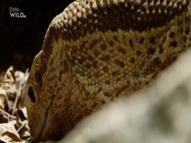 Africas Deadliest S07E03 Small But Deadly 480p x264-mSD EZTV