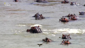 Africas Deadliest S08E04 XviD-AFG EZTV