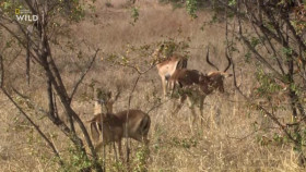 Africas Deadliest S08E05 XviD-AFG EZTV