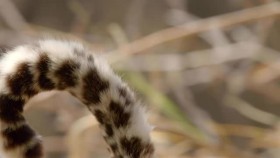 Africas Hunters S01E01 The Hungry Leopard XviD AFG eztv