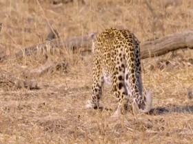 Africas Hunters S01E02 A Leopards Last Stand 480p x264-mSD EZTV