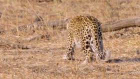 Africas Hunters S01E02 A Leopards Last Stand 720p WEB h264-CAFFEiNE EZTV