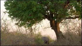 Africas Hunters S02E01 The Trials of Olimba 720p WEB h264-CAFFEiNE EZTV
