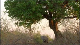 Africas Hunters S02E01 The Trials of Olimba WEB h264-CAFFEiNE EZTV