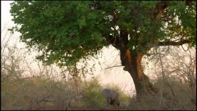 Africas Hunters S02E01 The Trials of Olimba XviD-AFG EZTV