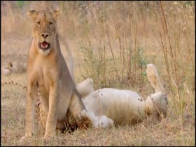 Africas Hunters S03E01 Kimbas Rise 480p x264-mSD EZTV