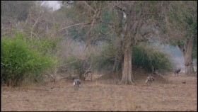 Africas Hunters S03E05 Deadly Rivals 720p WEB h264-CAFFEiNE EZTV