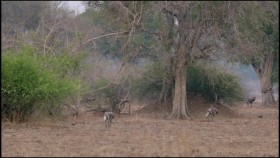 Africas Hunters S03E05 Deadly Rivals WEB h264-CAFFEiNE EZTV