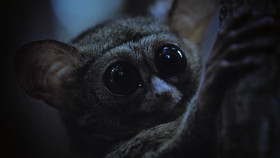 Airborne S01E02 In-Flight Meals 1080p NOW WEB-DL DDP5 1 H 264-RAWR EZTV