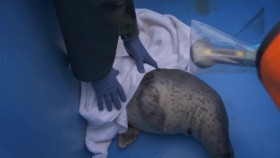 Alaska Animal Rescue S01E03 Seal Pup Voyage WEB x264-CAFFEiNE EZTV