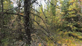 Alone S10E05 Spirit Bear 1080p AMZN WEB-DL DDP2 0 H 264-FLUX EZTV