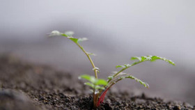 Alone S11E02 XviD-AFG EZTV